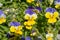 Purple Violet Pansies, Tricolor Viola Close up, Flowerbed with Viola Flowers, Heartsease, Johnny Jump