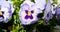Purple Violet Pansies, Tricolor Viola Close up, Flowerbed with Viola Flowers, Heartsease, Johnny Jump