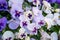 Purple Violet Pansies, Tricolor Viola Close up, Flowerbed with Viola Flowers, Heartsease, Johnny Jump