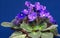 Purple violets isolated on blue