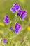 Purple Viper\'s Bugloss (Echium plantagineum)