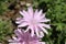 Purple Viper`s Grass flower - Scorzonera Purpurea L. Rosea Nyman