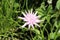 Purple Viper`s Grass flower - Scorzonera Purpurea L. Rosea Nyman