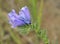 Purple Vipers Bugloss