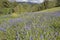 Purple Vipers Bugloss