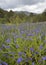 Purple Vipers Bugloss