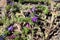 Purple vipers bugloss, Echium plantagineum