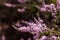 Purple vitex tree