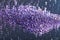 Purple vivide crystals - Potassium permanganate