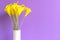 Purple wall with calla lily yellow flower on shelf white wood,