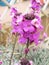 Purple Wallflower called Erysimum