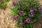 Purple wallflower plant covered in vibrant blooms