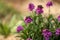 Purple wallflower plant covered in vibrant blooms