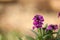 Purple wallflower plant covered in vibrant blooms