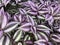 purple wandering plant