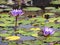 Purple water lilies