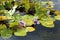 Purple Water Lilies and Lily Pads in a Pond