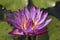Purple water lily or blue star lotus with yellow and green background close up detail front view