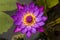 Purple water lily or blue star lotus with yellow and green background close up detail top viel - nymphaea nouchali