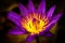 Purple water lily flower macro close-up shot, saturated colors, isolated waterlily flower