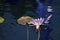 Purple Water Lily Flower With Reflection Floating in Watery Background