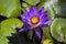 Purple water lily, Nymphaea nouchali