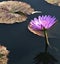 Purple Water Lily in pond, with lily pads