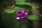 Purple water lily in small pond