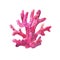 Purple watercolor coral