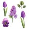 Purple watercolor flower set with tulips