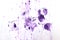 Purple Watercolor splashes on the white. Watercolor background