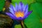 Purple waterlily