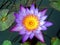 Purple waterlily