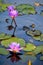 Purple waterlily floating on lake