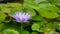 Purple waterlily flower