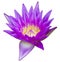 Purple waterlily isolated