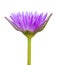 Purple waterlily isolated