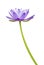 Purple waterlily isolated