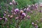 Purple weed flowers Cirsium arvense