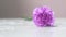 Purple, wet carnation is lying on a white table. flowers are blooming.