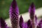 Purple Wheat Celosia Flower