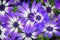 Purple and White African Daisies