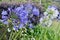 Purple and white agapanthus blooms in the park