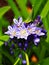 Purple and White Agapanthus flower