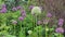 Purple and white allium flowers