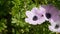 Purple-White Anemones at Spring. Crown anemone or poppy anemone blooms in February in a city park.