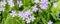 Purple and white asiatic primrose blooming in a garden