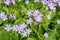 Purple and white asiatic primrose blooming in a garden