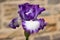 Purple and White Bearded Iris Flower