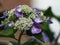 Purple and White Bi-Color Hydrangea Flowers and Buds